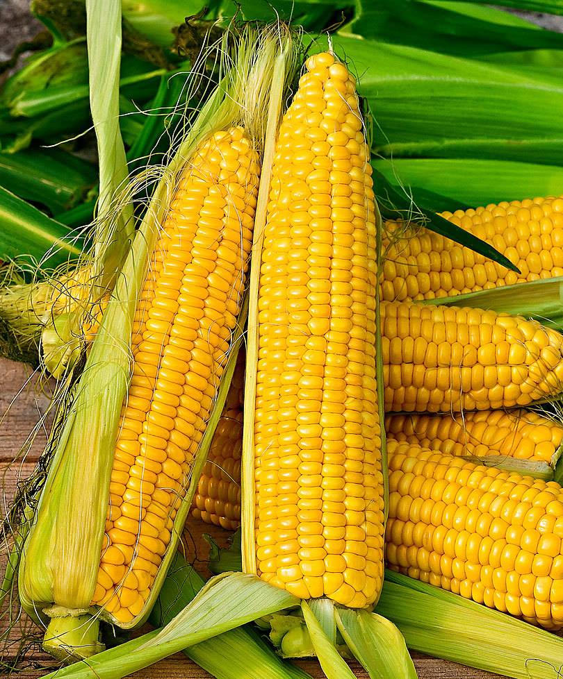 Как хранить кукурузу: способы хранения початков и зерен дома