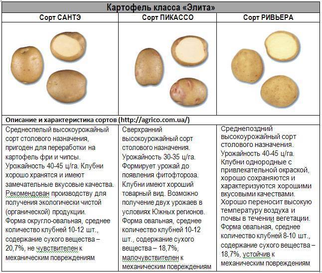 Картофель сорта скарб — белорусское богатство