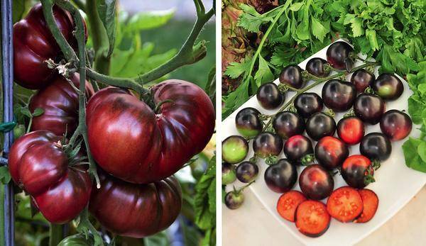 Томат поль робсон: характеристика и описание сорта, отзывы об урожайности куста, фото помидоров