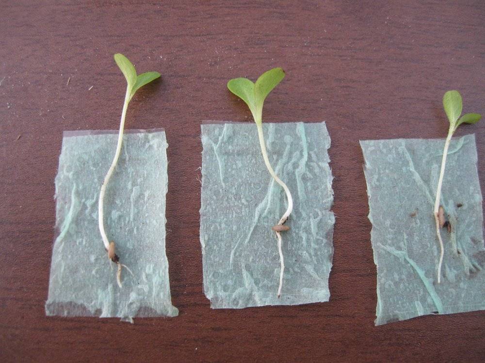 Как прорастить семена огурцов: пошаговая инструкция для начинающих. советы садоводов и огородников + 115 фото