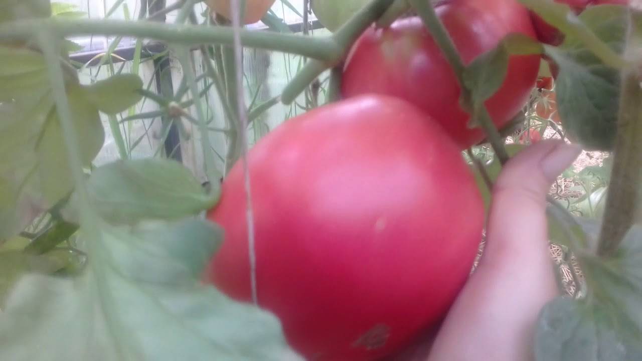 ✅ томат капия розовая — описание сорта, отзывы, урожайность - cvetochki-penza.ru