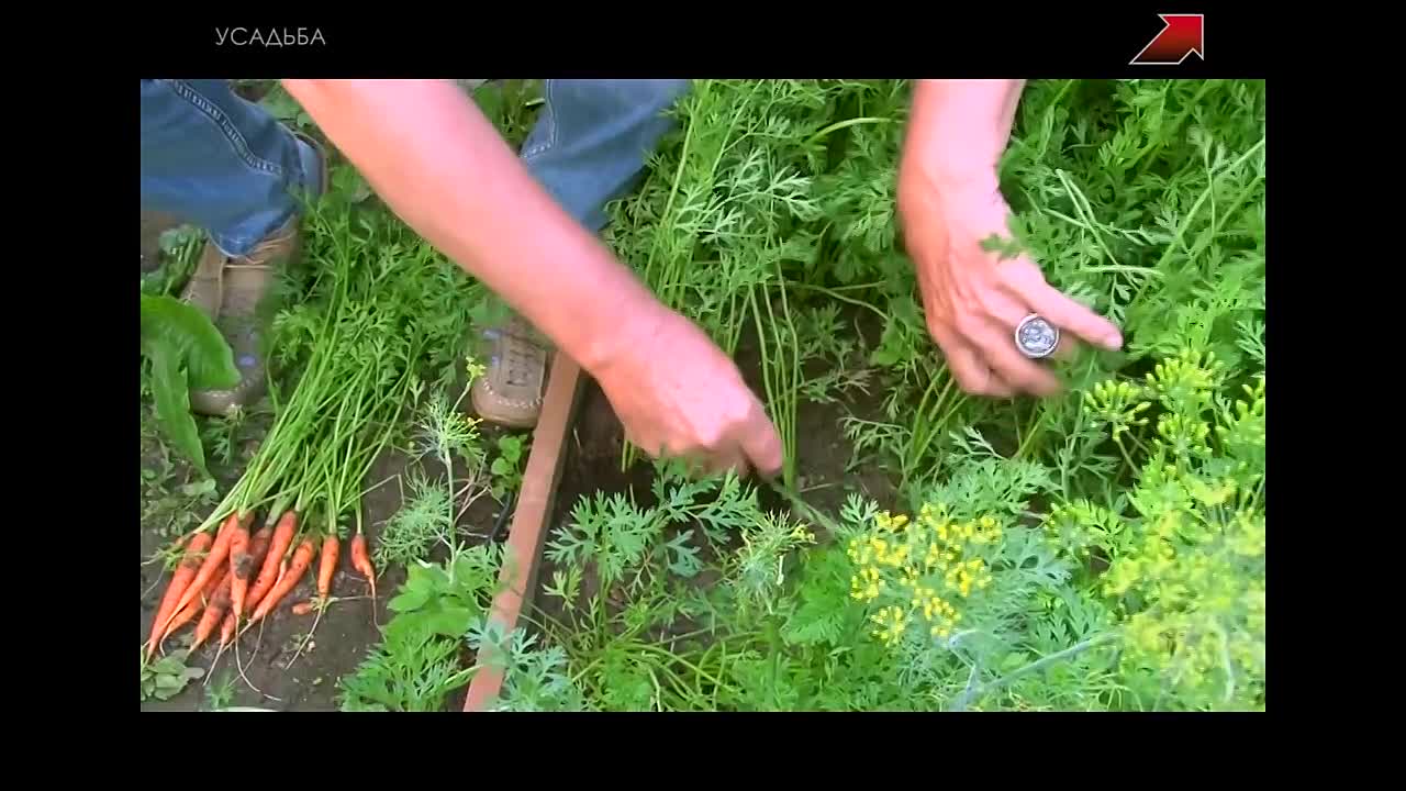 Как бороться с морковной мухой на грядке в огороде