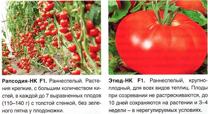 Лучшие сорта томатов (помидор) на 2023 год для теплиц из поликарбоната и открытого грунта - blog-dm.ru