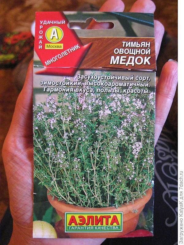 ᐉ растение тимьян (чабрец): выращивание из семян в открытом грунте, фото, уход в домашних условиях - roza-zanoza.ru