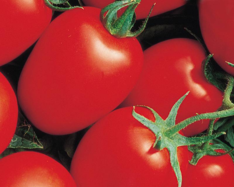 Помидоры из голландии — томат яки f1: описание сорта и характеристики, отзывы об урожайности