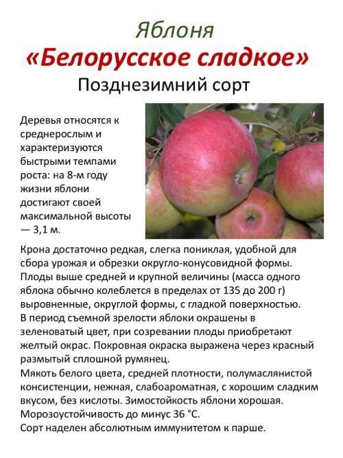 Яблоня беркутовское: описание сорта, фото, отзывы | tele4n.net