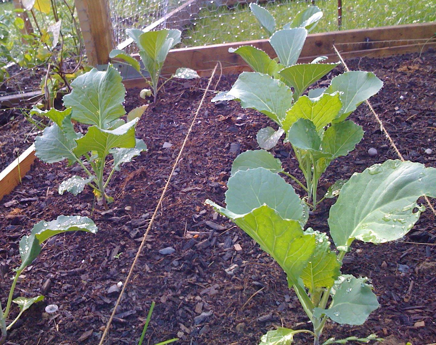 Выращивание капусты брокколи в открытом грунте, посадка, уход, пошаговые инструкции и рекомендации от опытных огродников