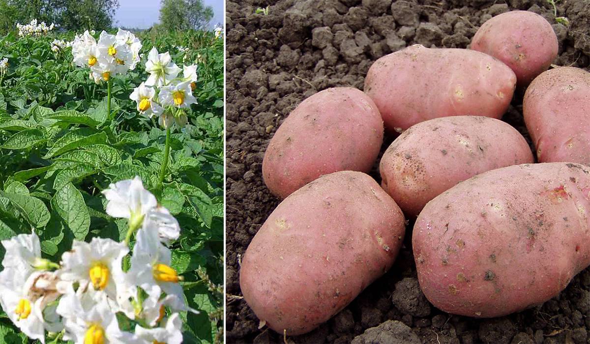 Картофель жуковский ранний: когда копать, срок созревания, характеристика и отзывы