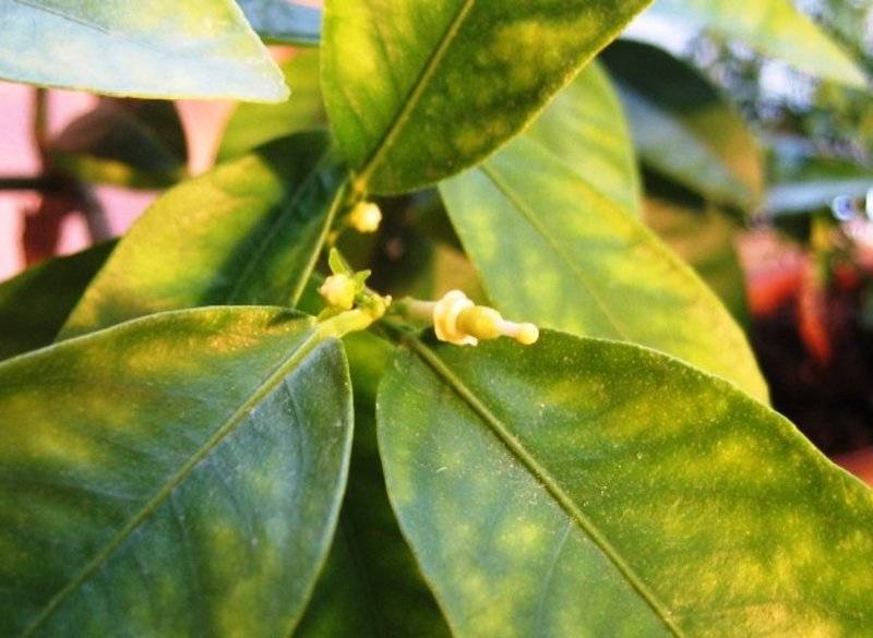 Почему у мандарина желтеют листья, причины болезни и что делать