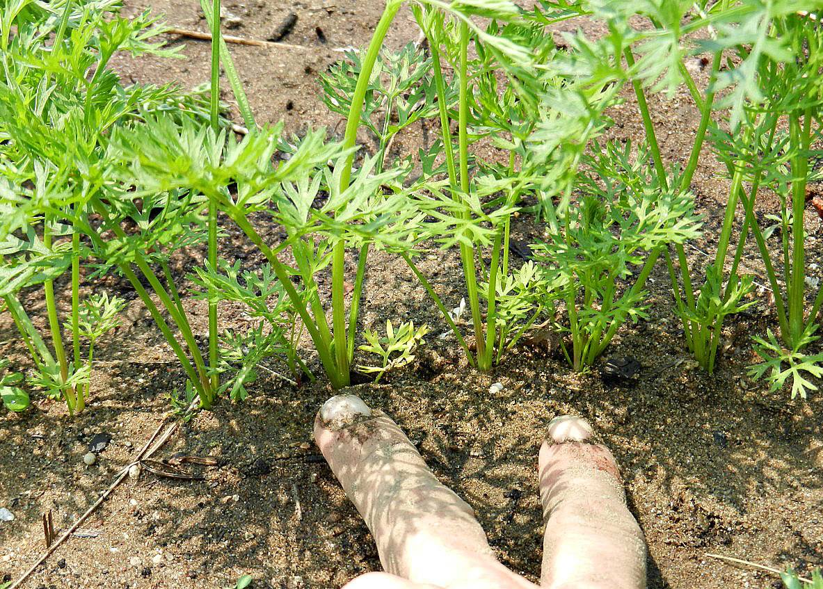 Выращивание свеклы в открытом грунте — секреты посадки, ухода — как сажать свеклу семенами в открытом грунте чтобы не прореживать