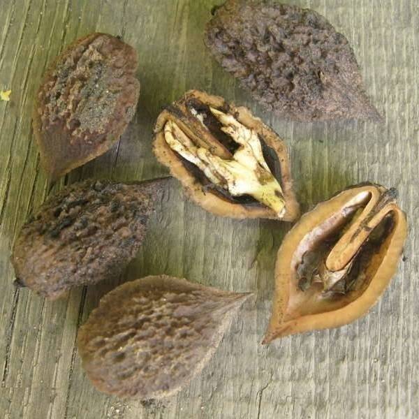 Какие орехи можно вырастить в сибири