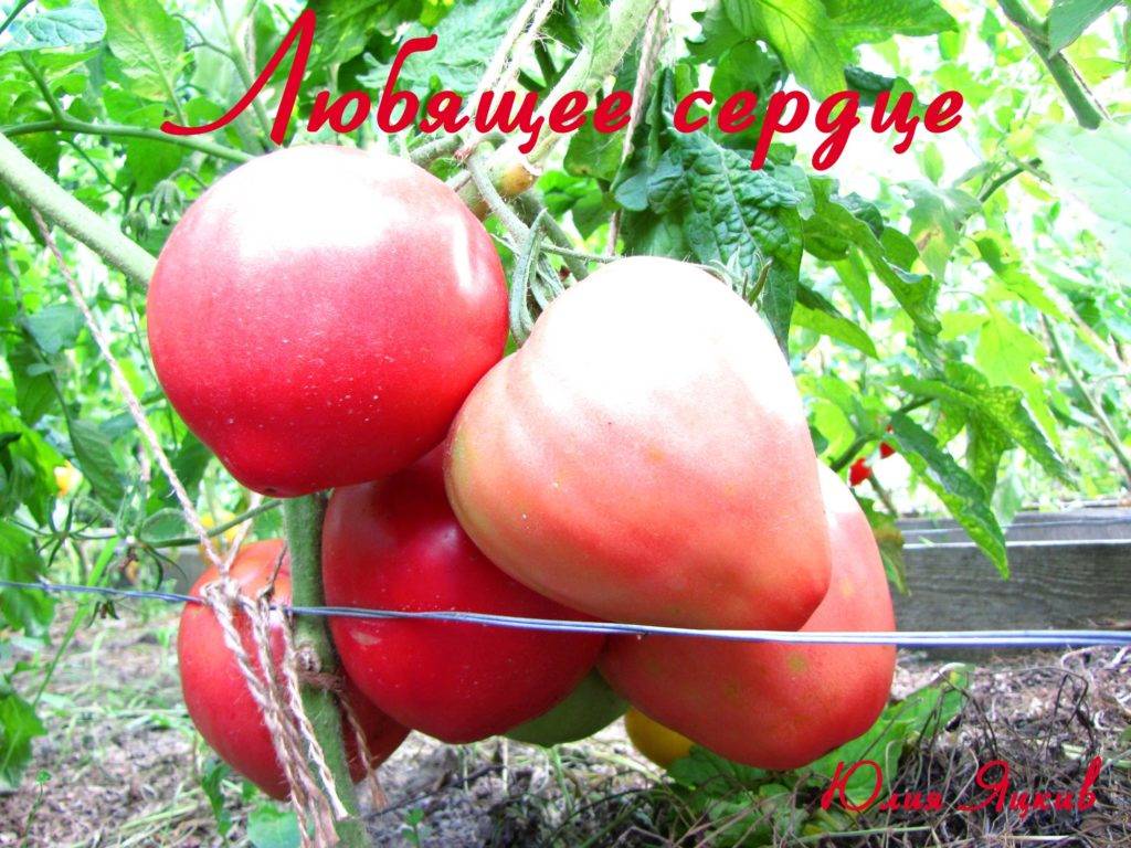 Характеристика томат «любящее сердце» красное: отзывы, описание, фото, урожайность – все о томатах. выращивание томатов. сорта и рассада.