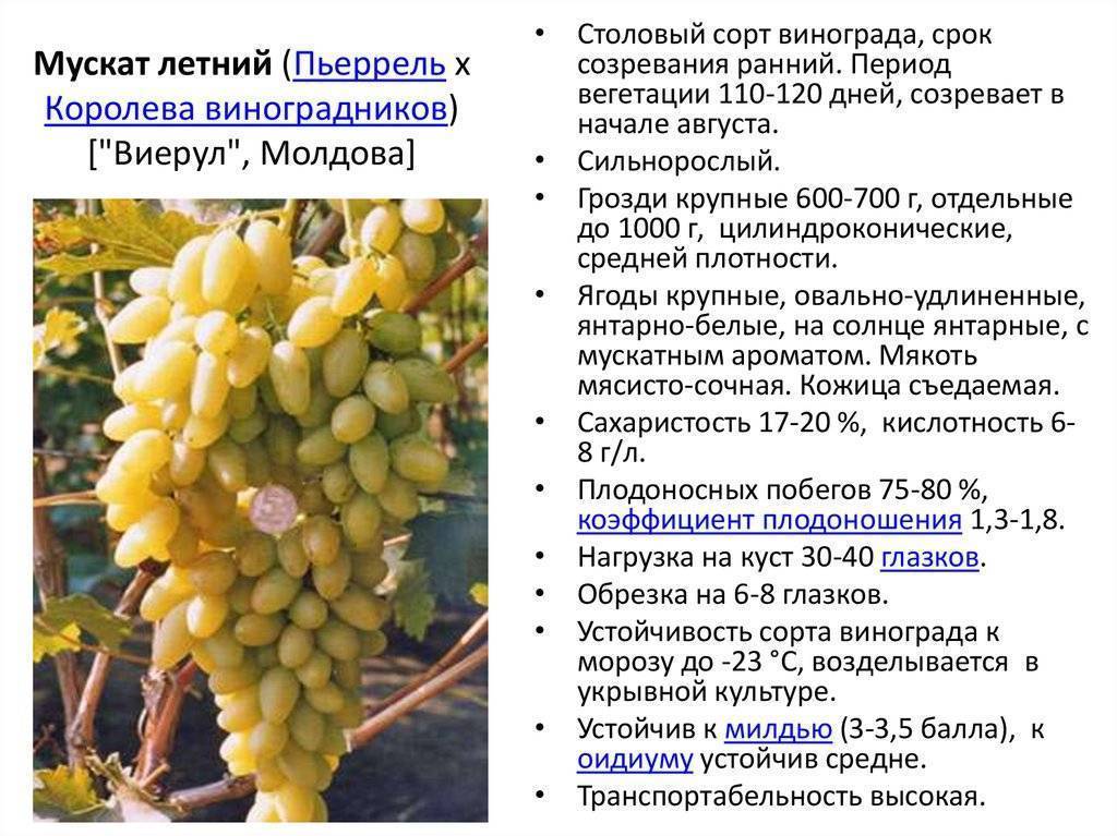 Виноград «триумф»: описание сорта, фото и отзывы. основные его плюсы и минусы, характеристики и особенности выращивания в регионах