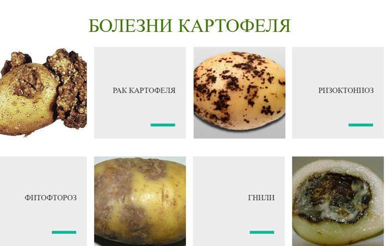 Фузариоз картофеля: описание заболевания с фото, лечение, методы борьбы, устойчивые к фузариозу сорта картофеля, отзывы