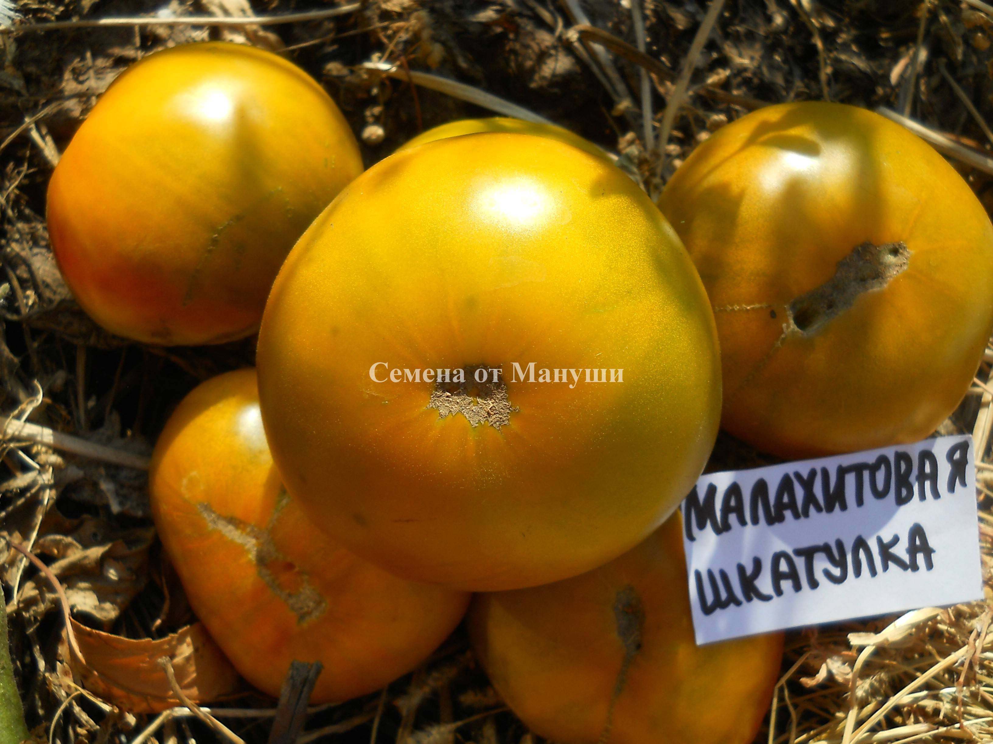 Томат «малахитовая шкатулка»: описание и характеристика, выращивание, фото