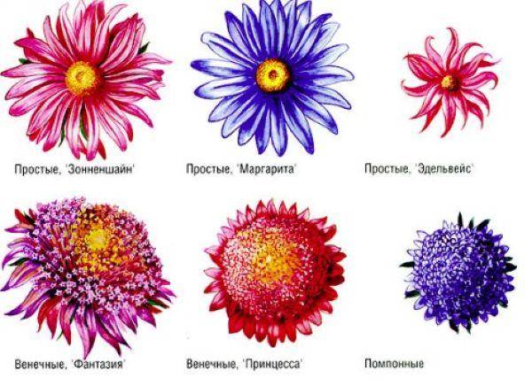 Виды астр: классификация по форме, высоте, длительности цветения, описание сортов
