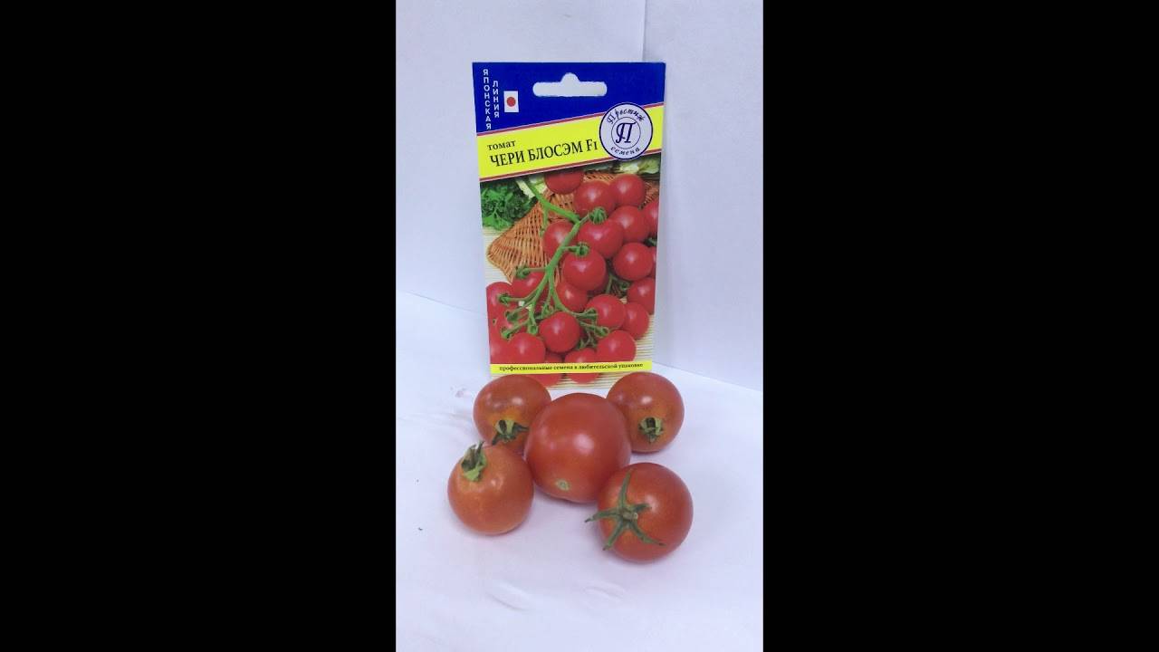 Достичь успеха в выращивании, посадке и уходе детерминантного сорта — томат «черри блосэм» f1