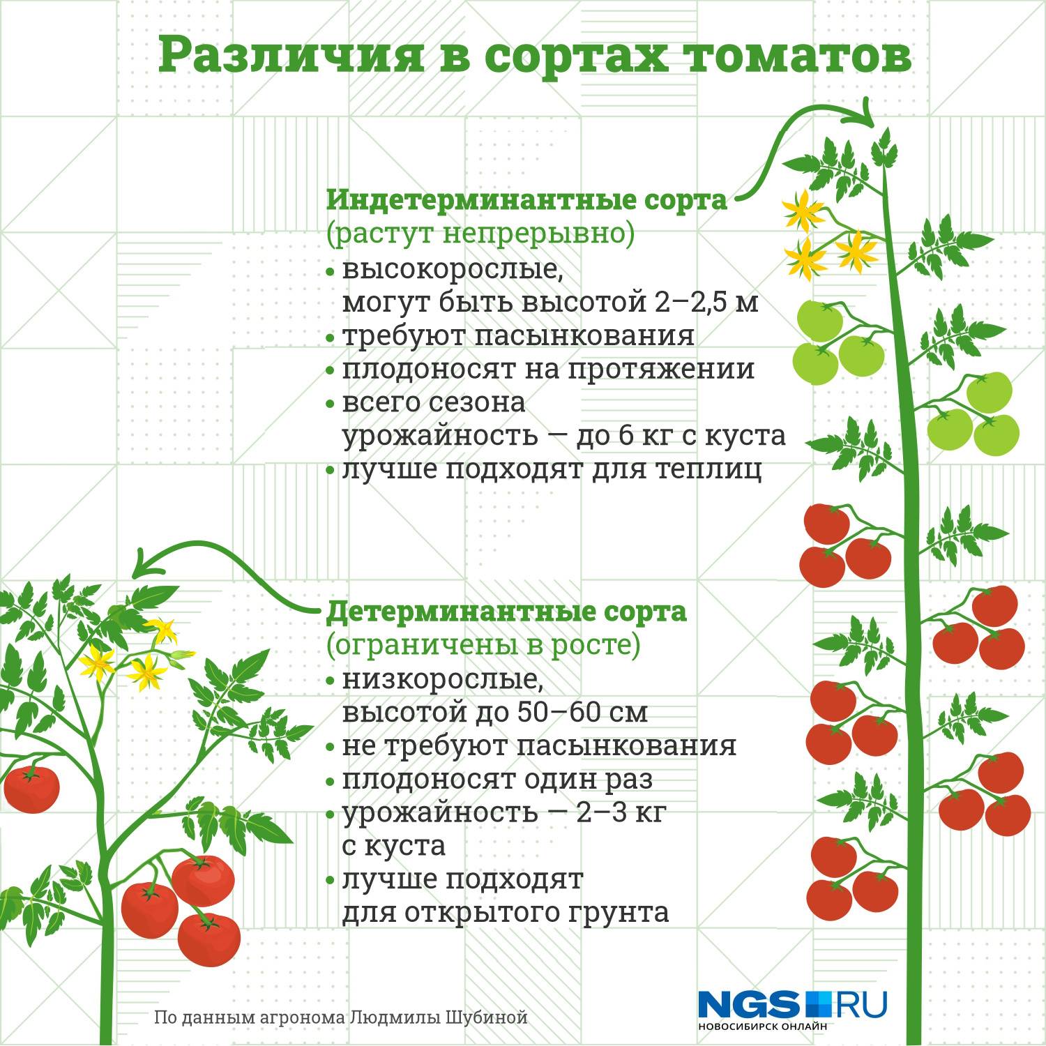 Сибирский сад помидоры: обзор сортов с описанием и фото