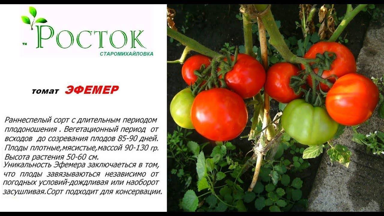 Описание томата Эфемер и его характеристика, особенности выращивания