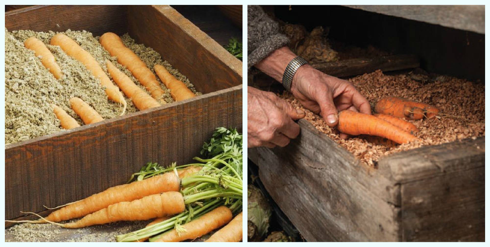 Как хранить морковь в погребе зимой