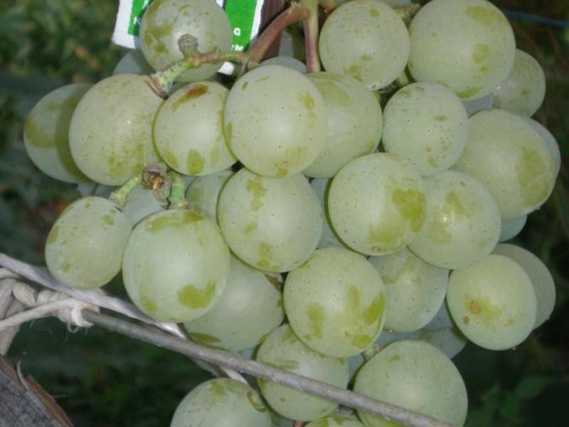 Сорт галбена ноу — один из вкуснейших виноградов
