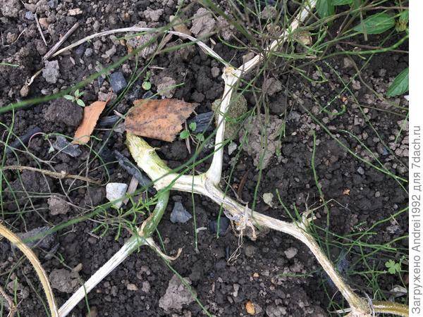 Почему вянут листья у огурцов в теплице и открытом грунте: причины и их лечение