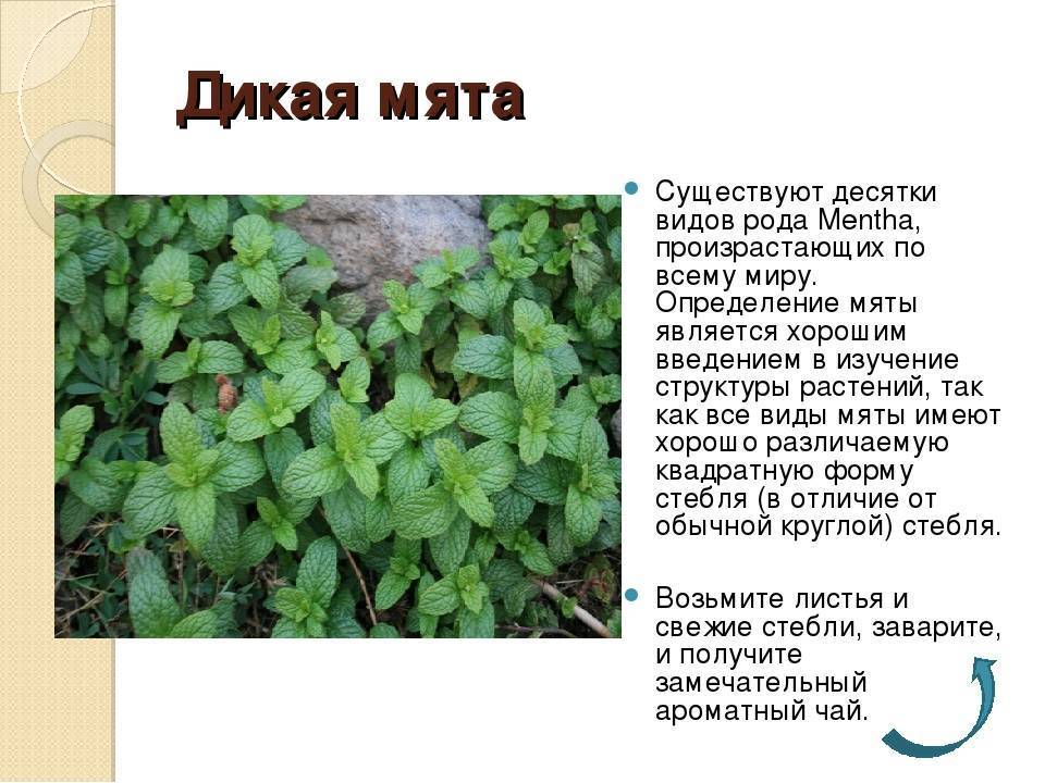 Мята: виды, полезные свойства, заготовка, состав - luculentia.ru