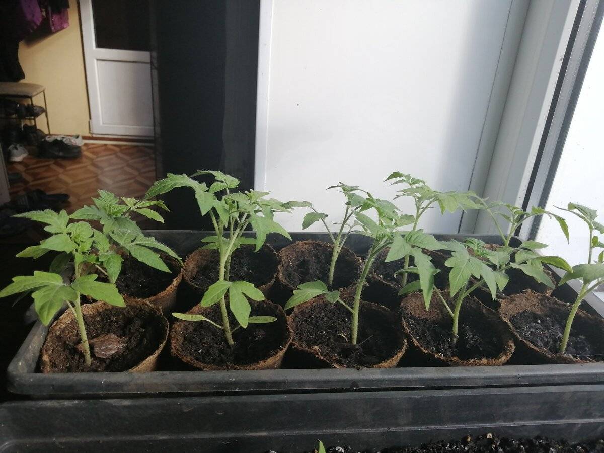 Рассада томатов уход в домашних условиях - огородные дела