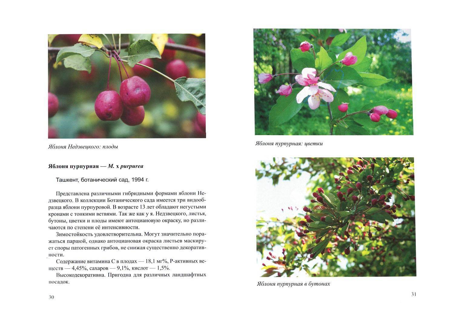 Декоративная яблоня недзвецкого: описание, фото, отзывы