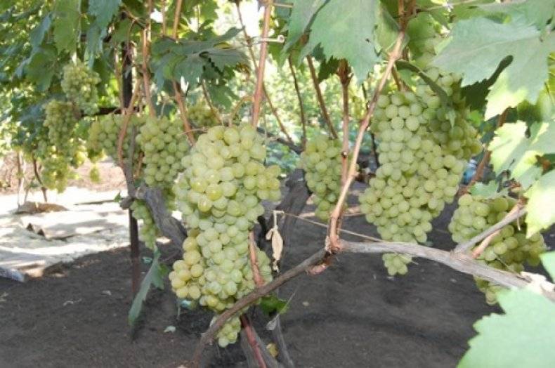 Всё о сорте винограда «валёк» от особенностей выращивания до фото и отзывов о нём