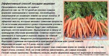 Как проредить морковь правильно? :: syl.ru