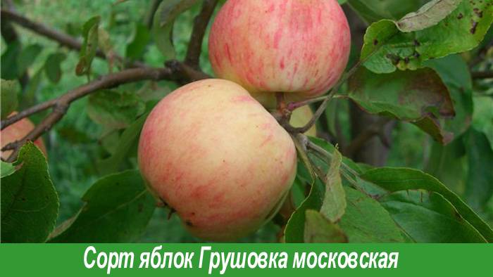 Яблоня грушовка московская: описание сорта, фото, отзывы, посадка, уход, опылители, высота