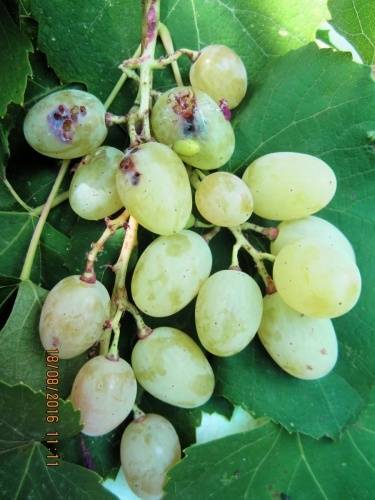 Листовертка гроздевая | справочник по защите растений — agroxxi