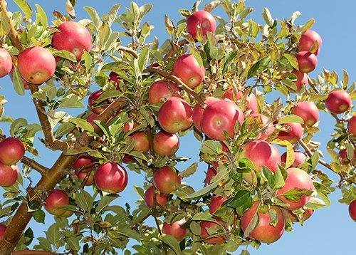 Яблоня «айдаред»: описание и характеристики сорта. сорт яблок «айдаред»: характеристика, достоинства и недостатки