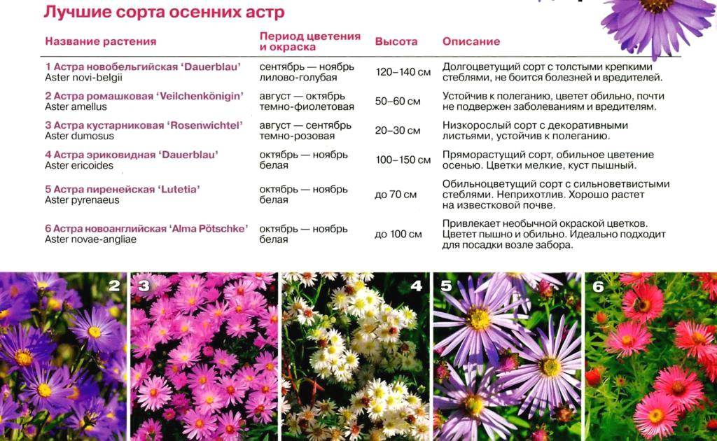 Классификация видов астр по форме, высоте и длительности цветения и описание сортов