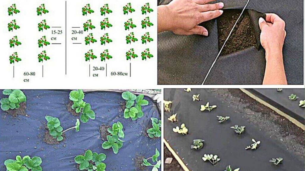 Пошаговая схема посадки клубники на черный укрывной материал и правила выращивания