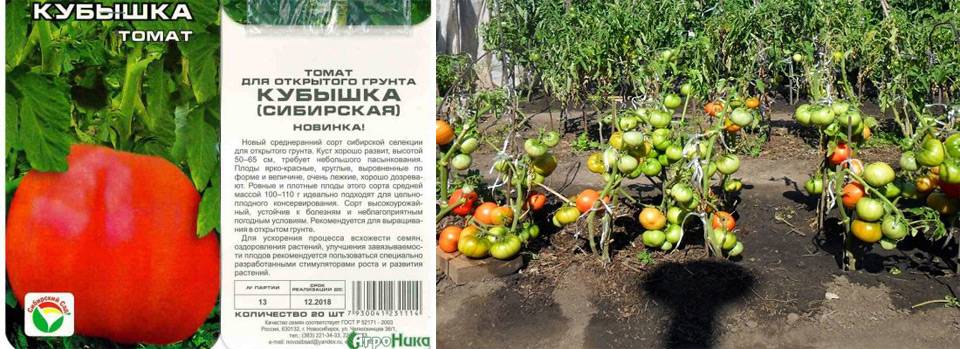 Томат кубышка: отзывы тех кто сажал об урожайности, фото сибирских семян, характеристика и описание сорта