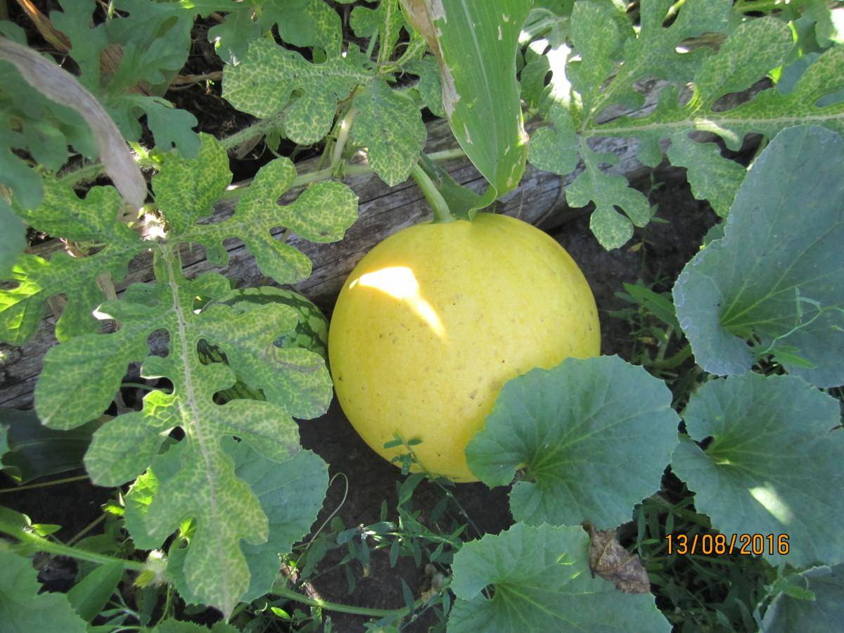 Желтый арбуз — описание сорта, с чем скрещен, его польза и вред