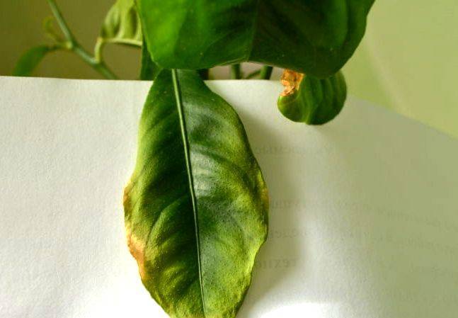 У лимона скручиваются листья внутрь: почему так происходит и что делать, если эта часть комнатного растения сворачивается в трубочку и желтеет?дача эксперт