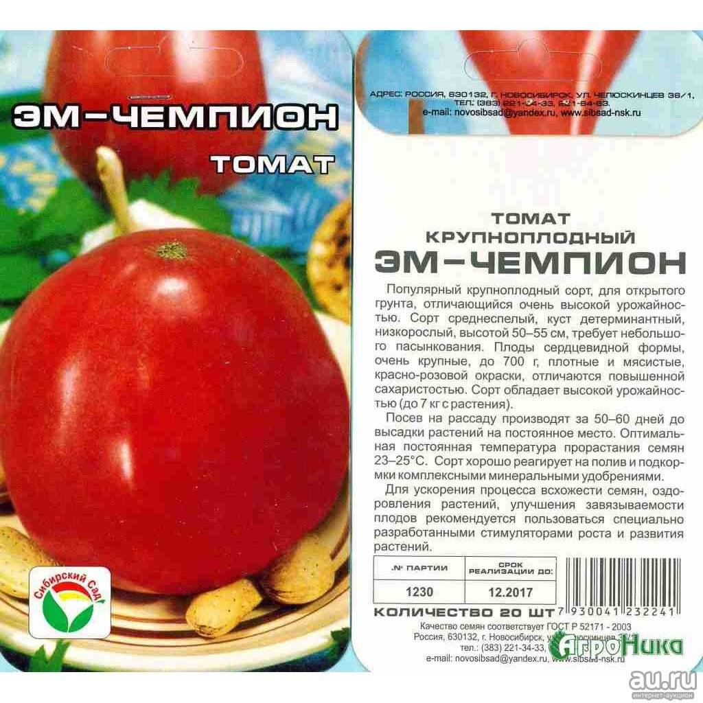 Сорт томатов «эм-чемпион».