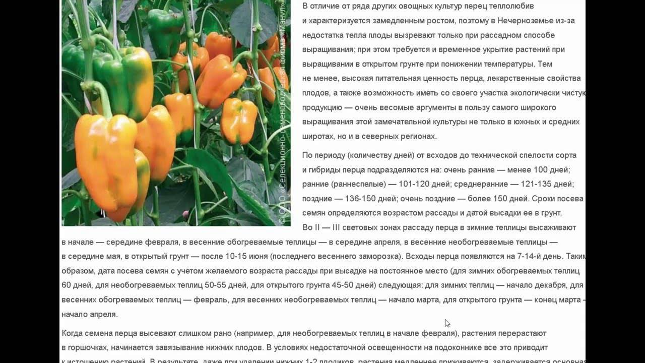 Выращивание горького перца из семян в открытом грунте: посадка и уход, формирование, болезни и вредители, фото