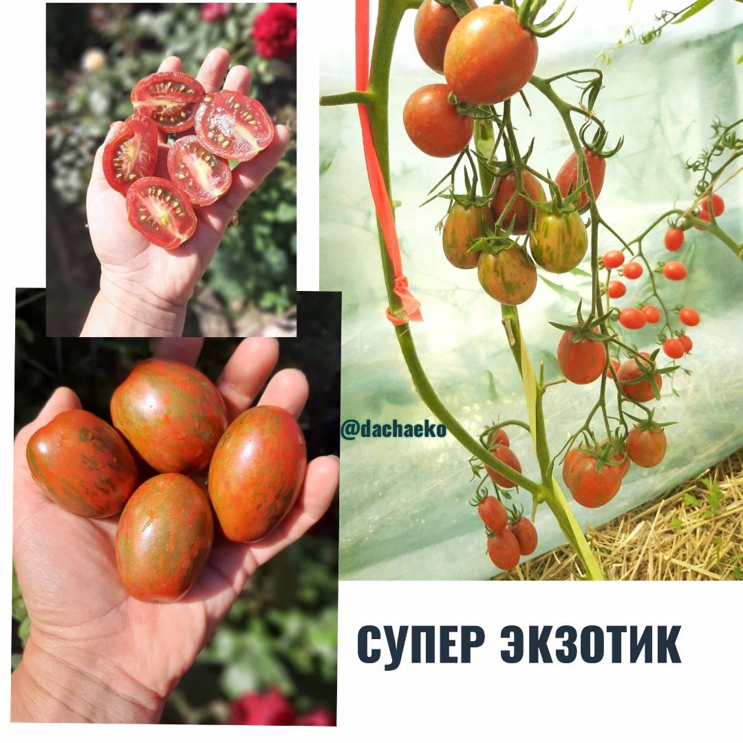 Описание томата Суперэкзотик и правила выращивания полосатых помидоров