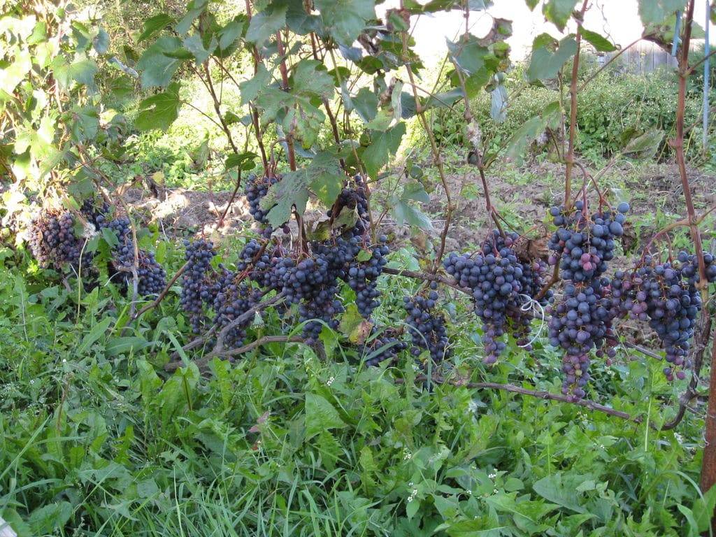 Виноград загадка шарова: описание сорта, фото, отзывы