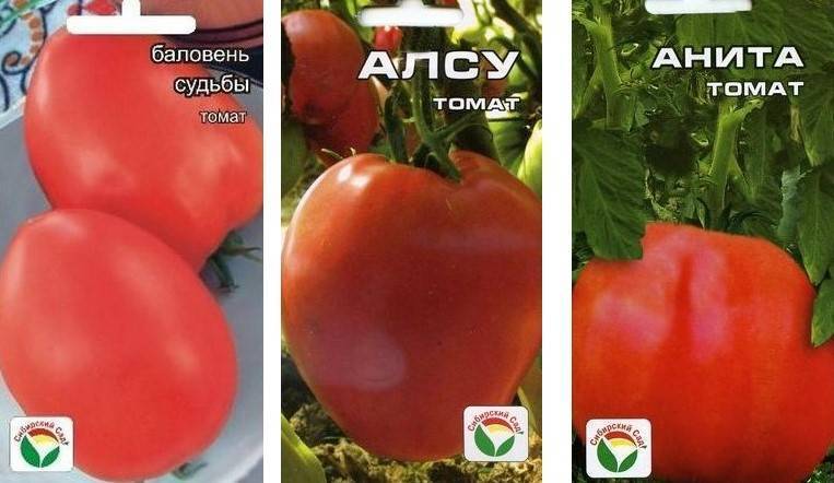 Томат баловень судьбы: характеристика и описание сорта, отзывы об урожайности помидоров от фирмы сибирский сад