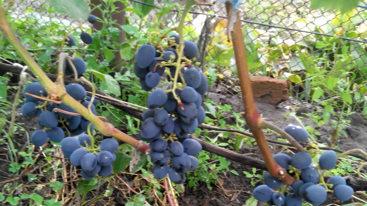Виноград ромбик. описание сорта, фото, отзывы