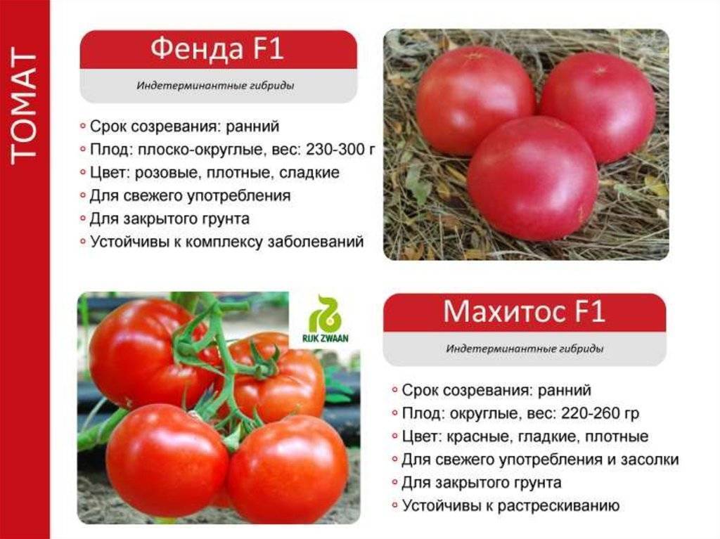 Томат «махитос f1»: описание и характеристика, выращивание, фото