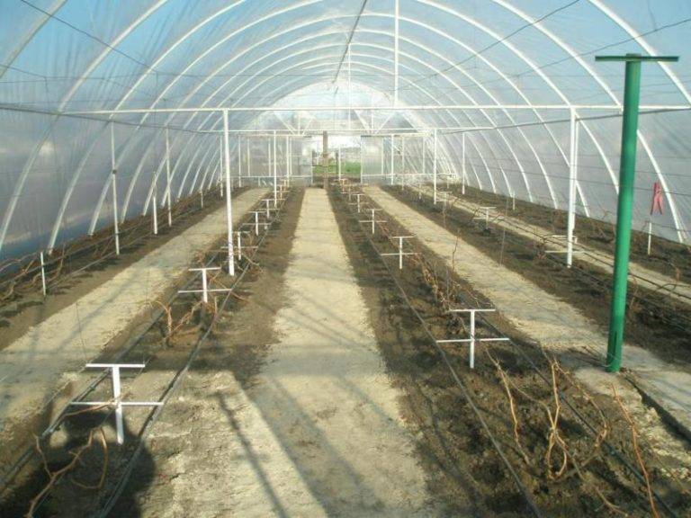 Выращивание винограда в подмосковье: специфика, выбор сортов, технология