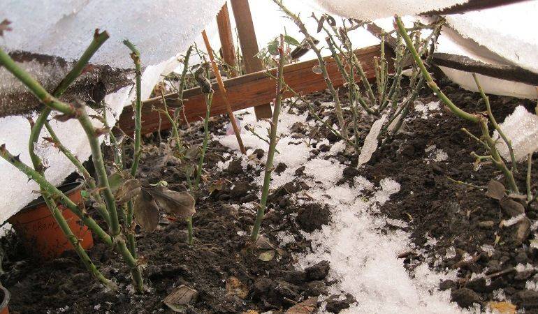 Как сохранить хризантемы зимой — способы утепления и практические советы