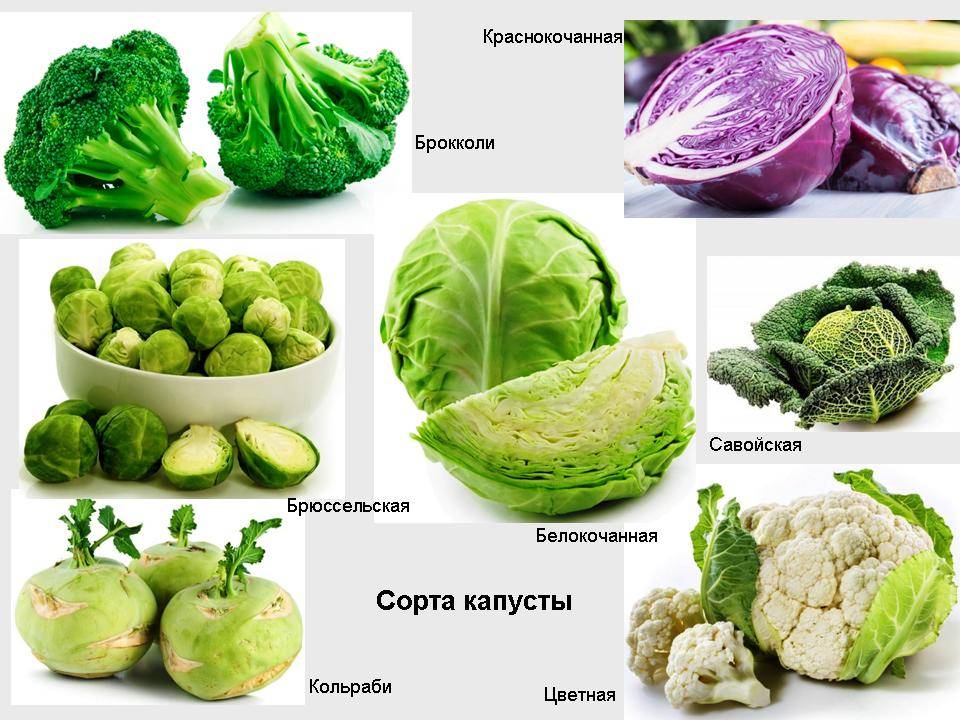 Лучшие сорта капусты брокколи для россии