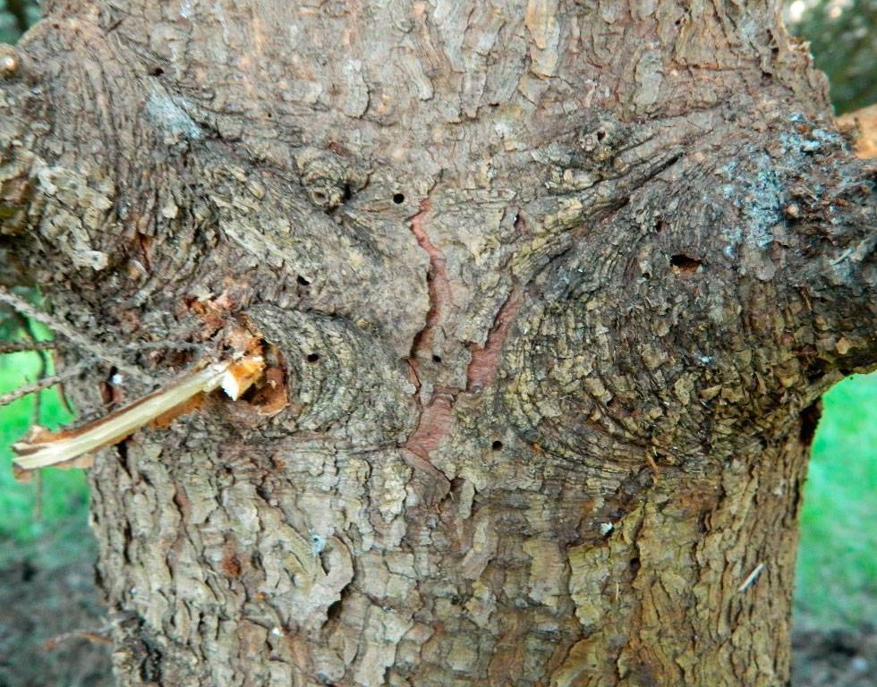 Жук-короед: как избавиться от вредителя и спасти деревья